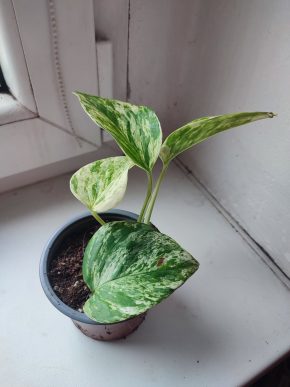 Šplhavnice / epipremnum / pothos marble queen #3