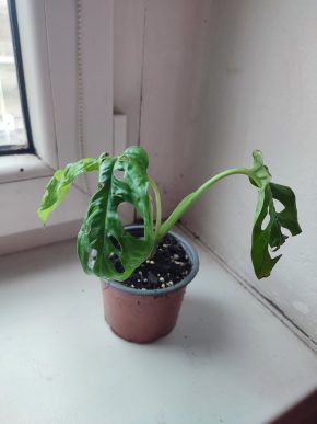 Menší Monstera Adansonii monkey leaf #4