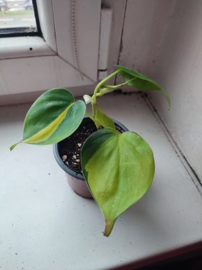 Philodendron Brasil #2