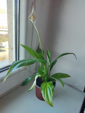 Lopatkovec / Spathiphyllum / Toulcovka #2