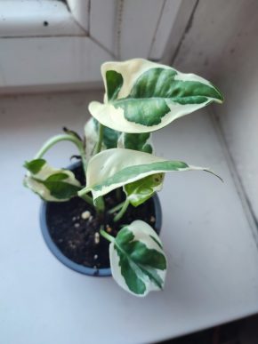 Šplhavnice / epipremnum / pothos N'joy #4