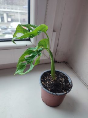 Menší Monstera Adansonii monkey leaf #2