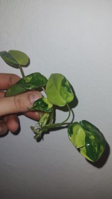 Filodendron Burle Marx variegata