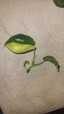 Mimčo Filodendron Burle Marx variegata, halfmoonik