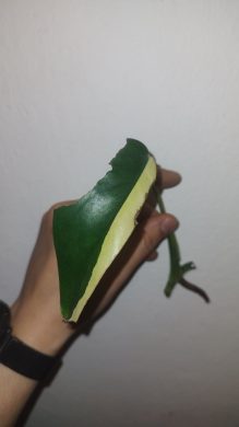 Monstera Aurea na vypiplanie za malý peníz