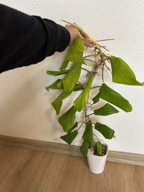 Philodendron Malay Gold