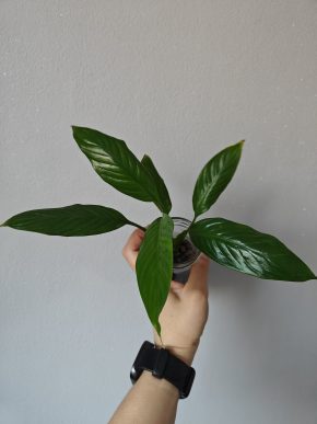 Lopatkovec (Toulcovka-Spatifylum)