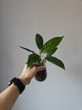 Lopatkovec (Toulcovka - Spathiphyllum)