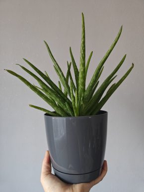 Aloe Vera
