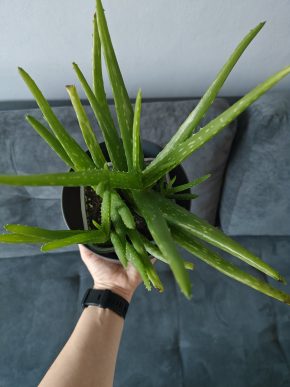 Aloe Vera / Aloe pravá