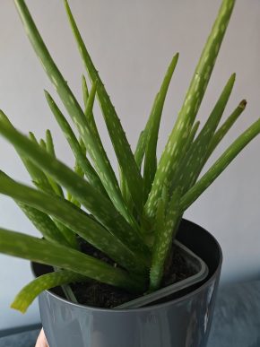 Aloe Vera / Aloe pravá