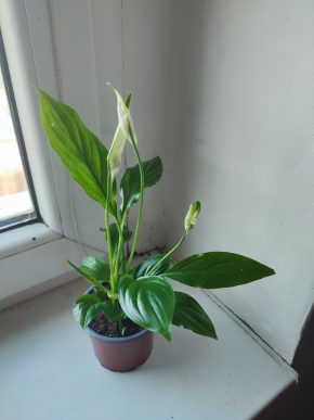 Lopatkovec / Spathiphyllum / Toulcovka #1