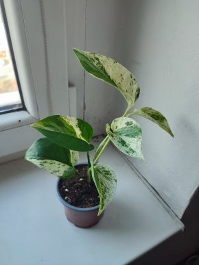 Šplhavnice / epipremnum / pothos marble queen #1