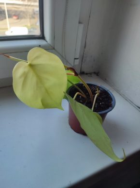 Philodendron Lemon Lime #2
