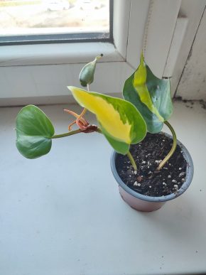 Philodendron Brasil #2