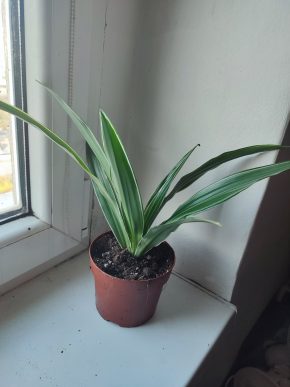 Dracaena fragrans Warneckii