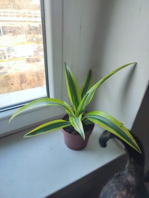 Dracaena fragrans Lemon Lime