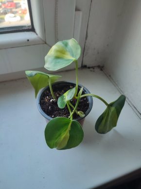 Philodendron Brasil #1