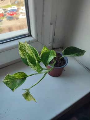 Šplhavnice / epipremnum / pothos marble queen #2