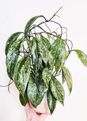 Hoya pubicalyx super silver Splash