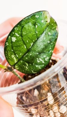 Hoya crassipetiolata Splash