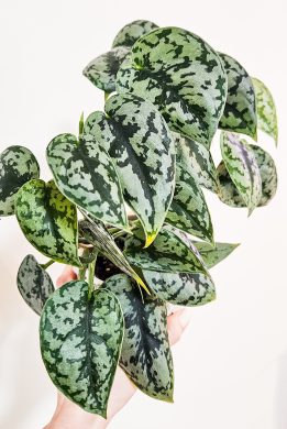 Scindapsus Silver Lady 2 v 1