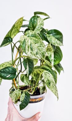 Epipremnum Pinnatum Albo Variegated