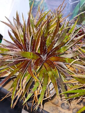 Dyckia leptostachya Baker - květuschopná rostlina Kopie
