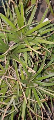 Dyckia remotiflora - mladá rostlina Kopie