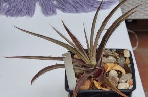 Dyckia estevesii Rauh Kopie