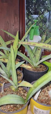 Manfreda maculata Kopie