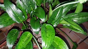 Drimiopsis maculata Kopie