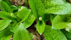 Drimiopsis sp., Pongola - resp. Resnova sp., aff. maxima Kopie