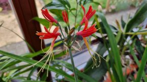 Eucrosia bicolor Kopie