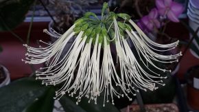 Eucrosia mirabilis Kopie