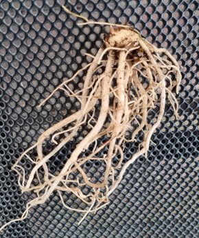 Anchomanes difformis, var. welwitschii Kopie Kopie Kopie