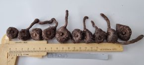 Amorphophallus albus