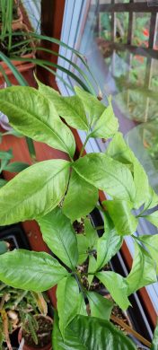 Amorphophallus arcuspadix