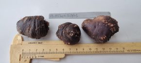 Amorphophallus atroviridis