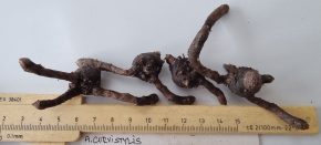 Amorphophallus curvistilis