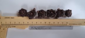 Amorphophallus ferruginosus