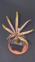 20210711_093717 - kopie.jpg