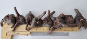 Amorphophallus impressus