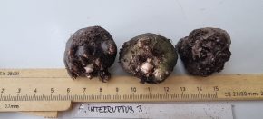 Amorphophallus interruptus