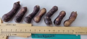 Amorphophallus josefbogneri