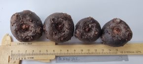 Amorphophallus konjak