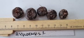 Amorphophallus yuloensis