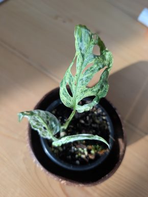 Monstera frozen freckles