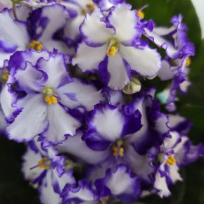 Fialka bílá, fialové okraje květů