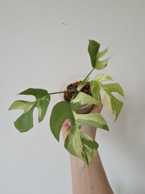 Rhaphidophora tetrasperma variegata monstera minima